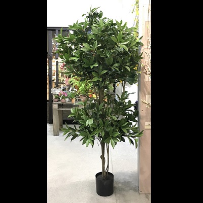Shikibu Double Topiary 5' - Themed Rentals - Most gorgeous executive topiary tree 5 foot
